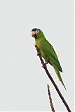 Red-shouldered Macawborder=